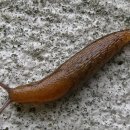 달팽이