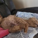 아이랑 동물병원 이미지