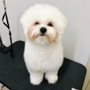 라피에스타 QV | 부천 옥길동 애견미용 독투게더 말티폼 가위컷 미용 후기