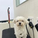 복똥이강아지 네이버블로그