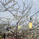 마시마을앞 | [공지] [광양여행] 광양 매화마을 방문 후기 + 사람 많은 시간, 주차와 나의 꿀팁까지 🌟