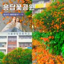 서울용답초등학교 | 용답꽃공원 능소화 개화현황 실시간, 지금 가도 괜찮을까?