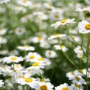 국화약국 이미지