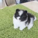 착한애견분양(원주점) 이미지