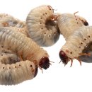 주식회사 진바이오 이미지