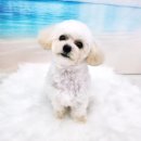 라라그루밍 이미지