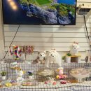 기장애견 이미지