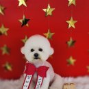 땡자애견 이미지