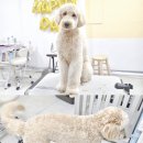 크리스타일 | 대형견 미용? 겁먹지 마세요! 크리스타일과 함께라면 가능한, 대형견도 편안한 미용 경험