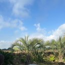 히든자왈 이미지