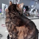 미용하냥 이미지