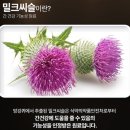 하모니유통 | 직장인 간 건강관리는 프레쉬하모니(Fresh Harmony) 밀크씨슬 [건강기능식품 추천]