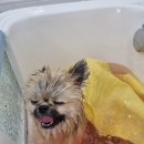 나에개, 반하냥 이미지