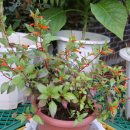 하늘정원2 이미지