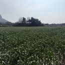 산방산에 펜션 이미지