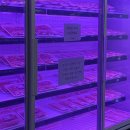 논산 취암동 삼겹살 맛집 ‘미야식당’ 논산터미널 근처 가성비 좋은 정육식당