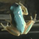 청개구리 이미지