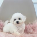 야옹아 멍멍해봐(조례호수점) 이미지