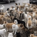 강아지&고양이 마을 이미지