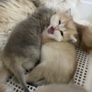 라온캐터리 이미지