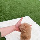 푸들푸들 이미지
