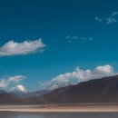 로뎀나무 이미지