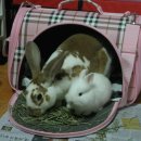 도톨그루밍 이미지