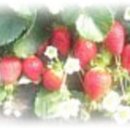 수호일농장 이미지