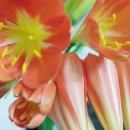 꽃집민박 이미지