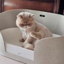 올데이 그루밍 | 고양이 필수용품 내구성 강한 스크래처 두잇 올데이보드 내돈내산 후기