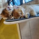 고양이 카페 여기 이미지