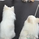 멍류장 | 안산애견유치원 애견카페 멍류장 후기