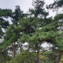 게스트 하우스 소나무 이미지