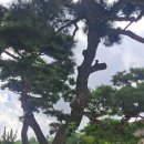 대궐김밥 이미지