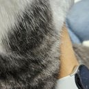 구로구 고양이미용실 하이냥이 - 8살 고양이 무마취 미용 후기