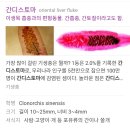 구글에도 없는 간흡충 실물 사진 공개 이미지