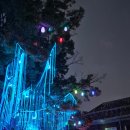 동백꽃 물들다 | 2025 국가유산 미디어아트 군산의 빛, 꽃으로 물들다 후기