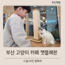 WR(부산광역시 강서구)-[명지국제1로]-하-2 | 캣플헤븐 부산 명지 고양이카페 입장료 이용팁