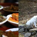 한국기행/ 시골식당 - 제1부. 숲속에서 맛나다 ~ 제5부 봄날 오후 이미지