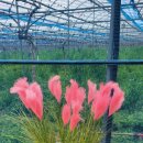 아우라 농장 이미지