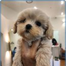 건강한 강아지 이미지