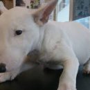 달려라 바우 이미지