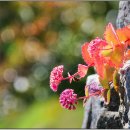 중명생태공원 이미지