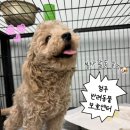 제천동물보호센터 | 청주반려동물보호센터 유기견보호소 봉사활동 후기