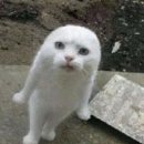 이너피스 이미지