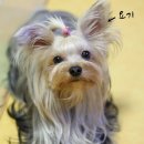 코코네 강아지 미용실 네이버블로그