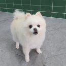 버블독스청주오송점