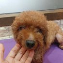 보리네펫살롱 네이버블로그