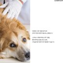 원곡동물병원 네이버블로그