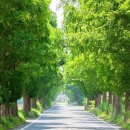 "사람 많은 담양 대신 여기 어때요?" 일렬로 평야를 수놓은 1km 메타세쿼이아 터널 이미지